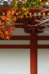 観心寺