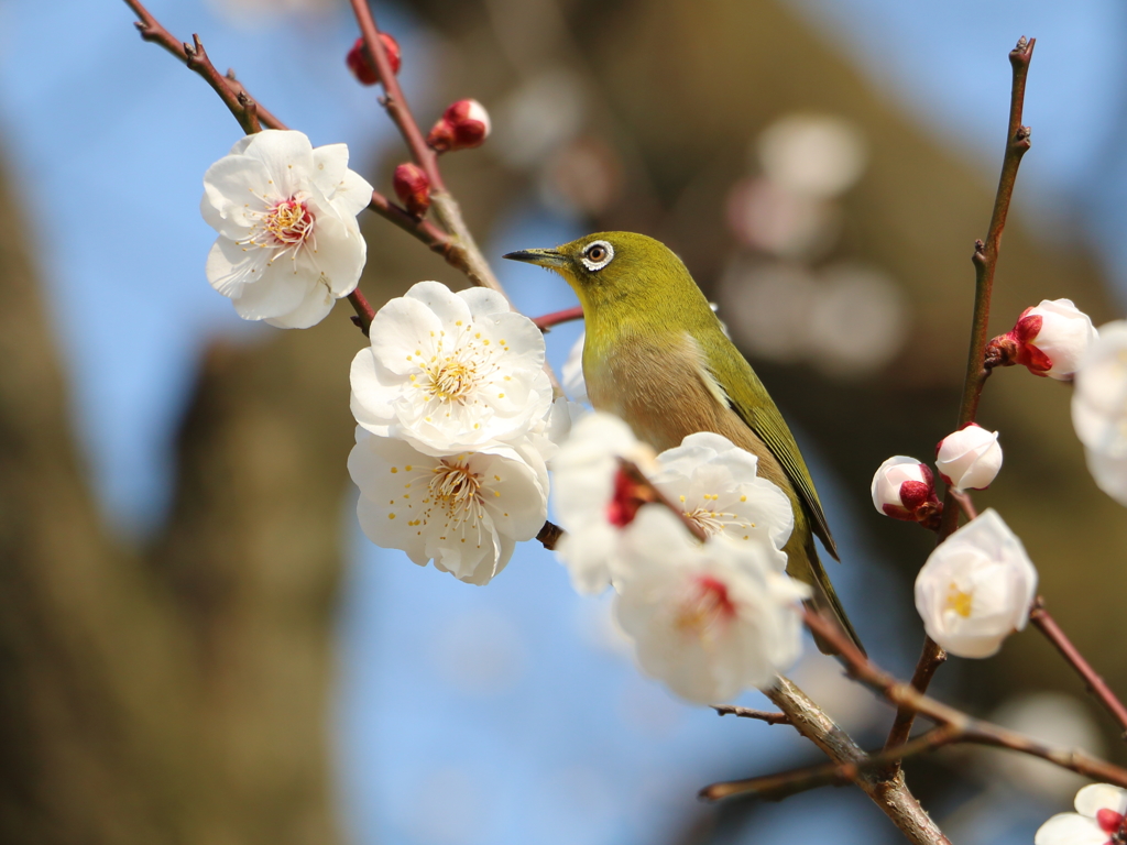 春の色