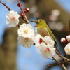 春の色