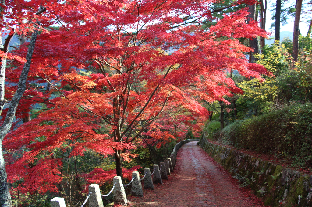 紅葉吉野10