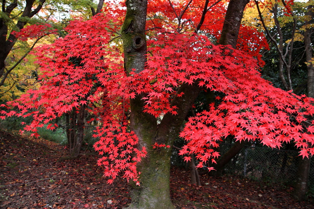 大原野・勝持寺