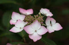 ガク紫陽花