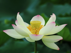 初夏の色彩