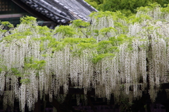 藤の寺