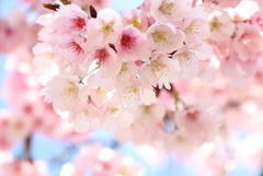 花は咲く