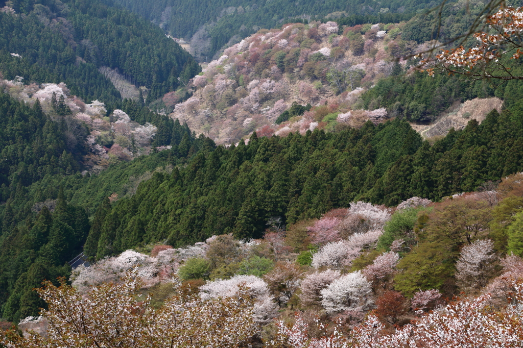 吉野桜