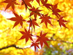 だいだい! (京都・常照寺)