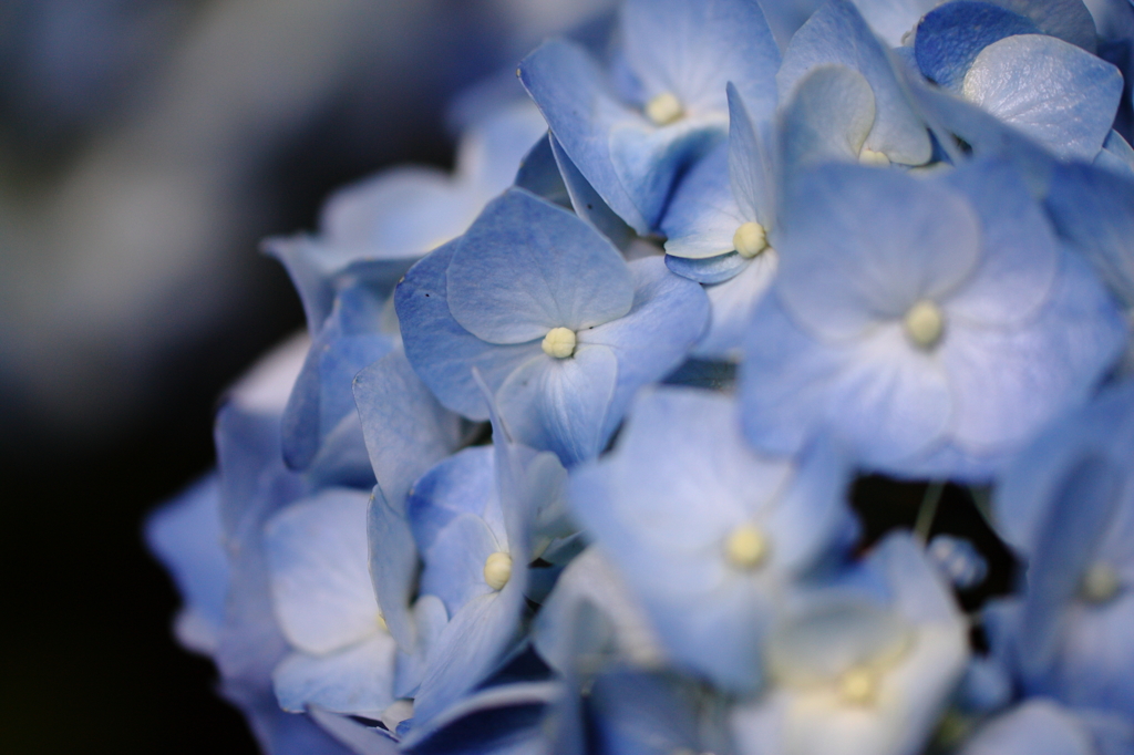 紫陽花