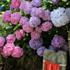 紫陽花の家
