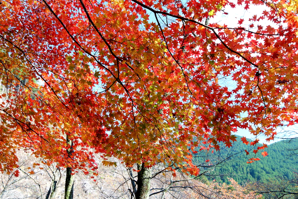 紅葉すだれ　2