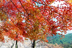 紅葉すだれ　2