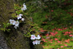京都　霊鑑寺