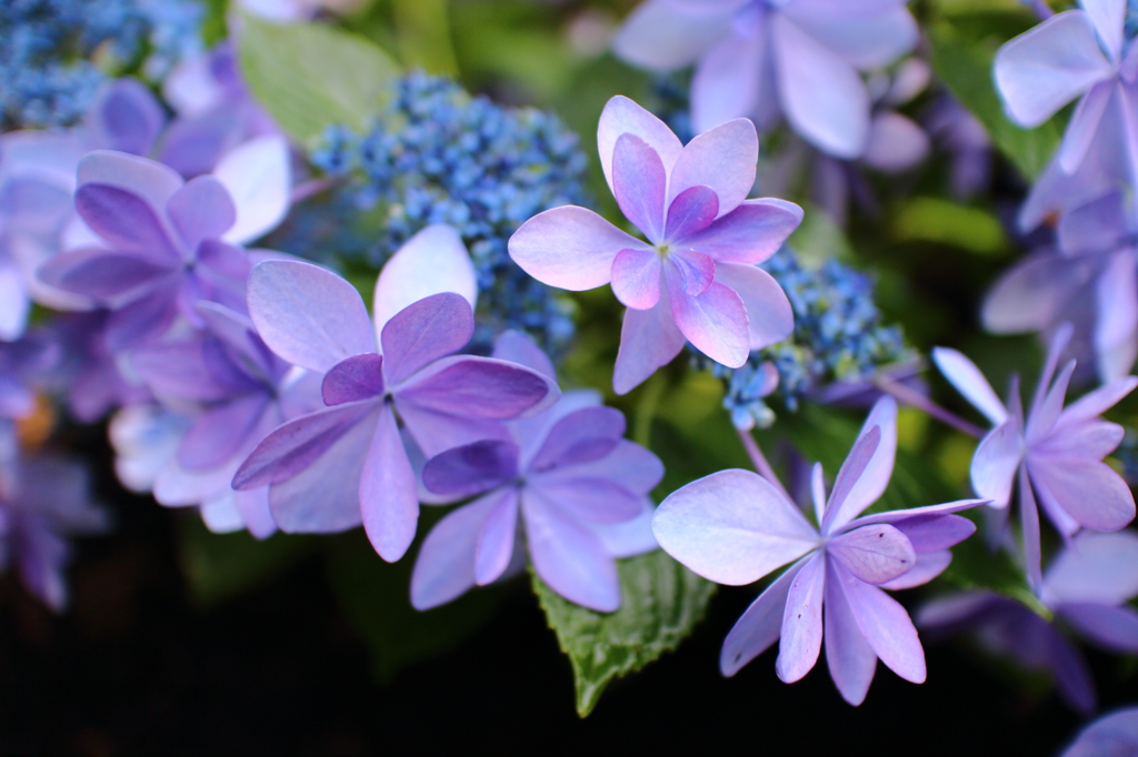 紫陽花HANABI