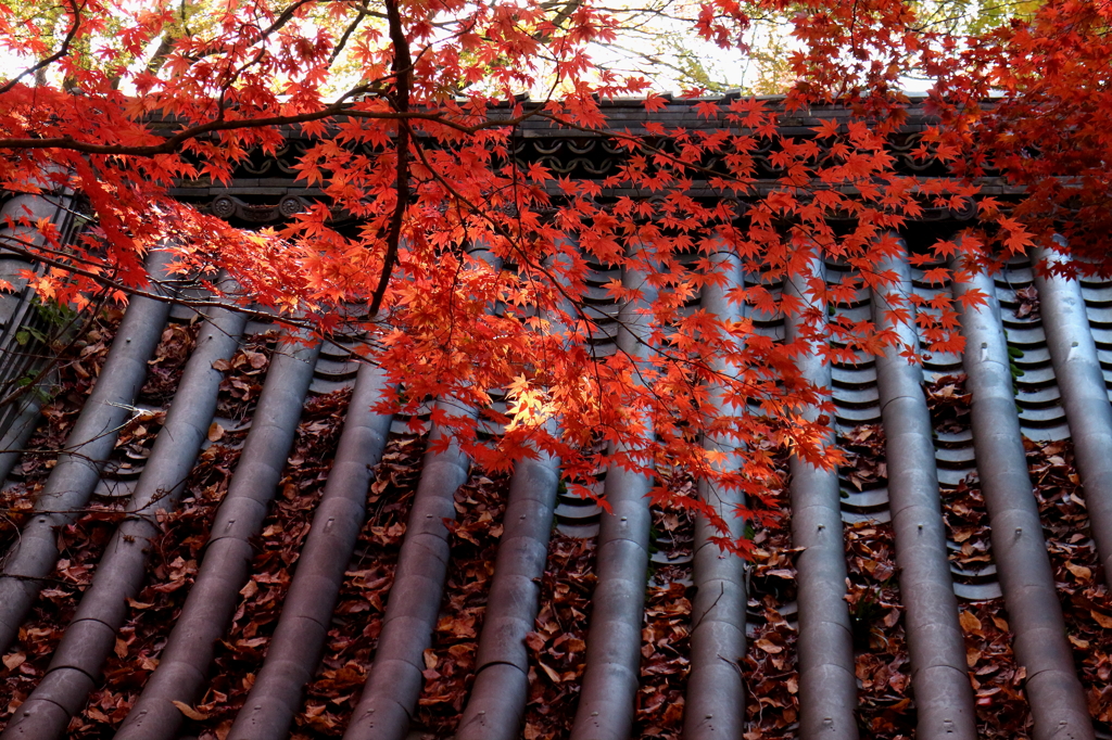 京都大原野　金蔵寺