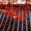 京都大原野　金蔵寺