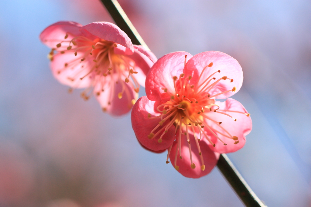 花の文化園