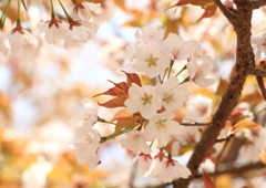 吉野桜