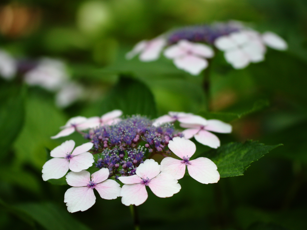 紫陽花