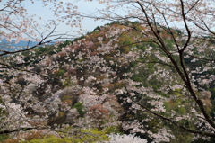 吉野桜