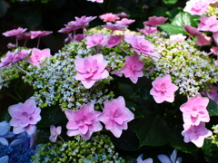 紫陽花ブーケ