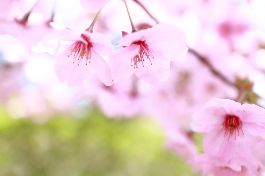 桜・さくら・サクラ