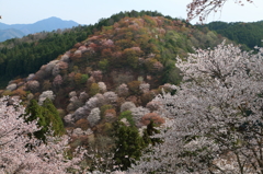 吉野桜