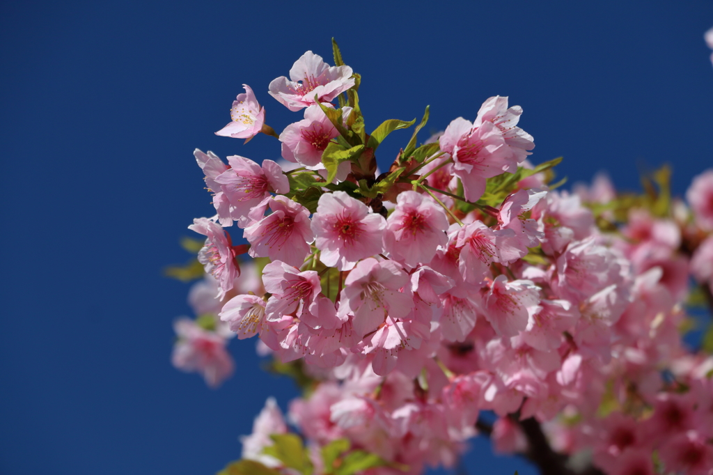 花は咲く