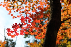 春日山紅葉