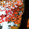 春日山紅葉