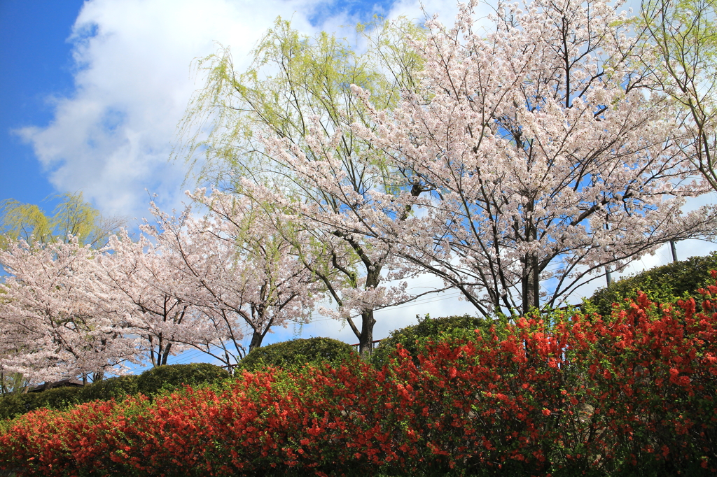 京都　鴨川河畔