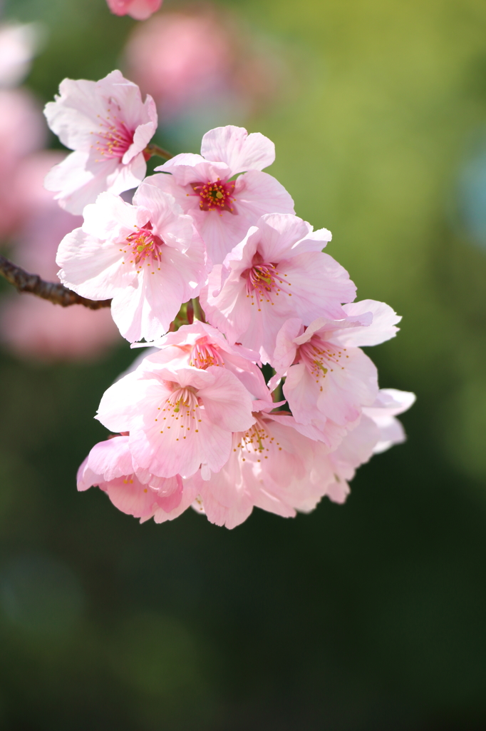桜・さくら・サクラ
