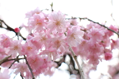京都御所