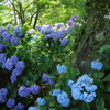 紫陽花の寺