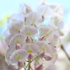 爽華