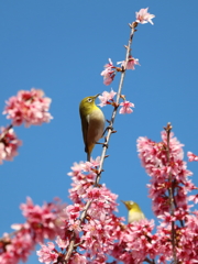 花は咲く