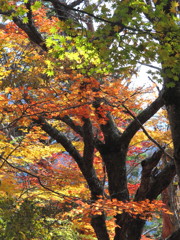天川・観音峰