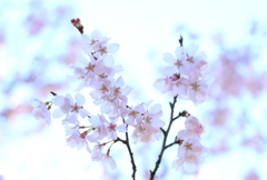 花は咲く