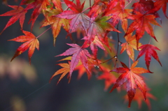 秋吉野