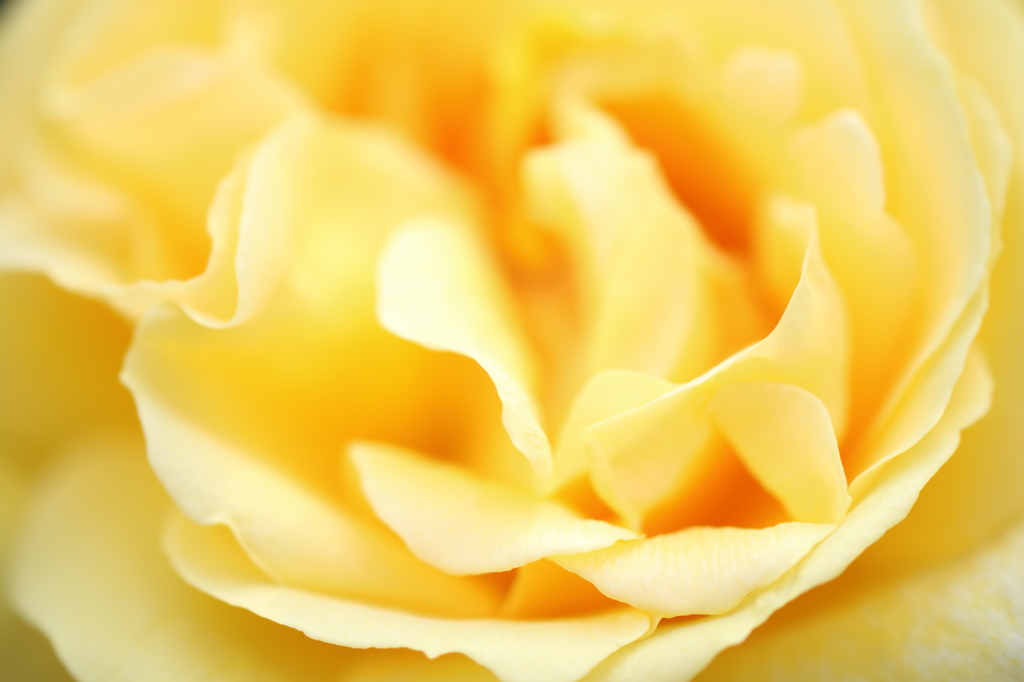 Rose lovers