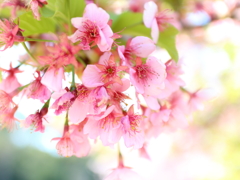 桜・さくら・サクラ