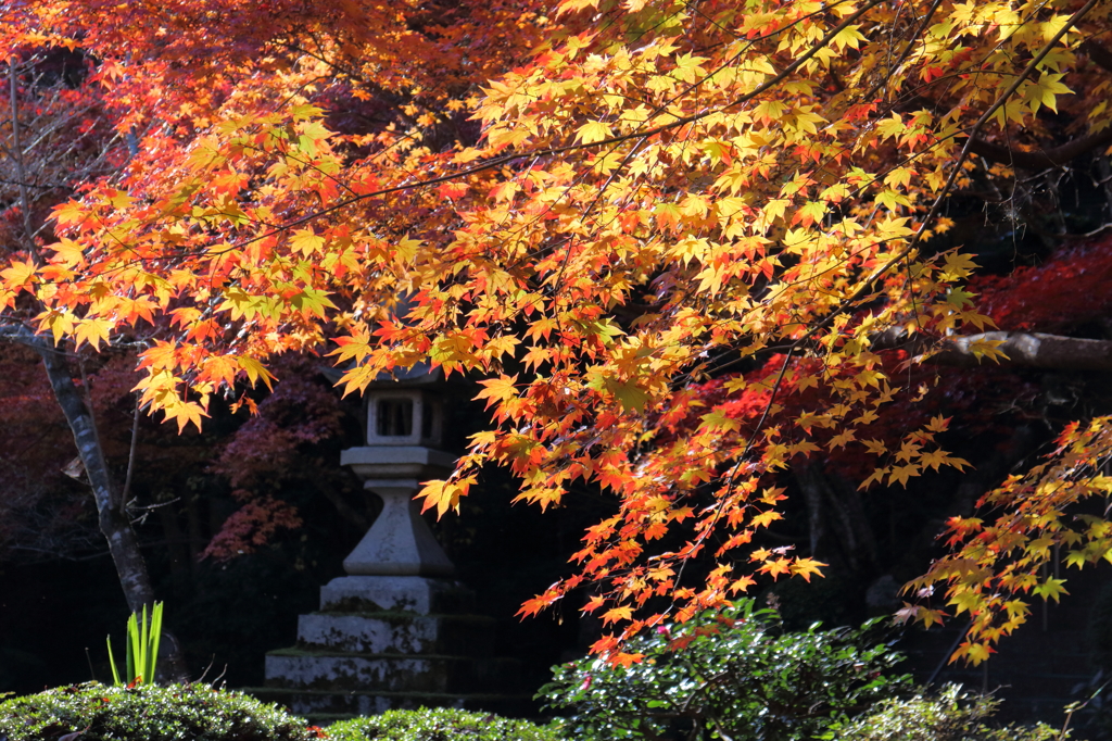 京都大原野　勝持寺