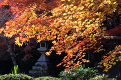 京都大原野　勝持寺