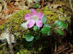 芦生の森