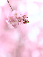 春の日に