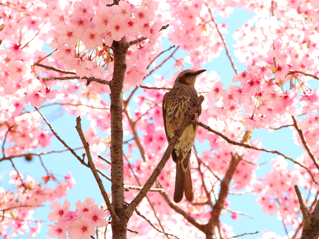 桜・さくら・サクラ
