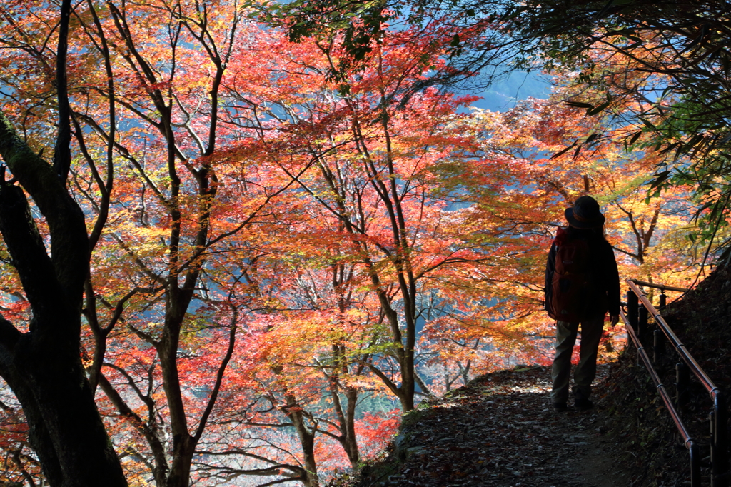 紅葉吉野3