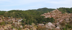 吉野桜