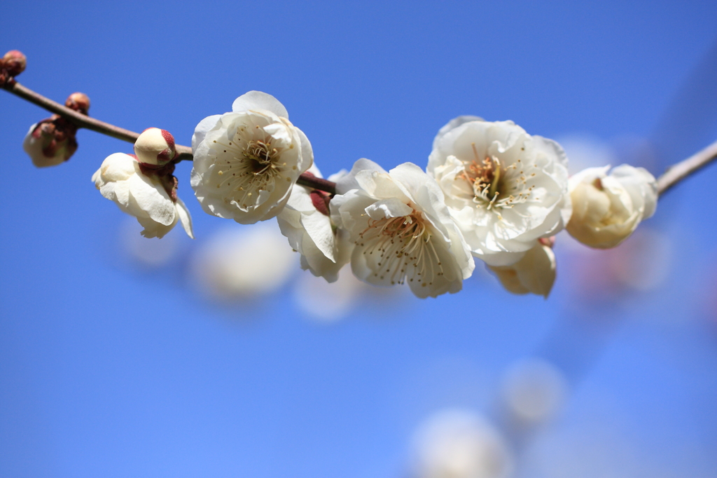 花の文化園