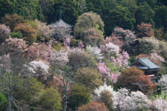 吉野桜