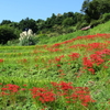 明日香の秋